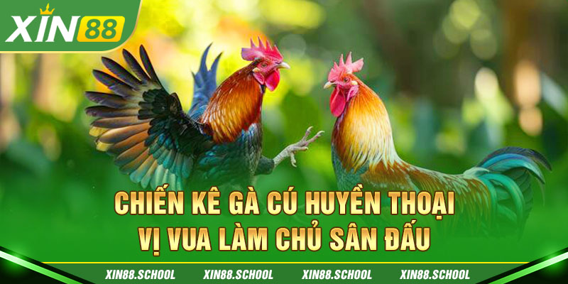 Chiến Kê Gà Cú Huyền Thoại - Vị Vua Làm Chủ Sân Đấu