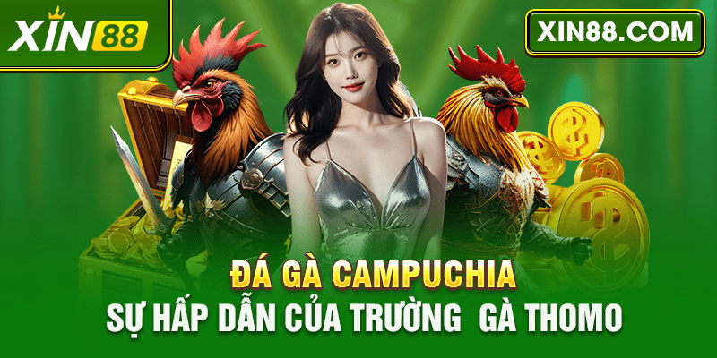 Đá Gà Campuchia - Sự Hấp Dẫn Của Trường Gà Thomo