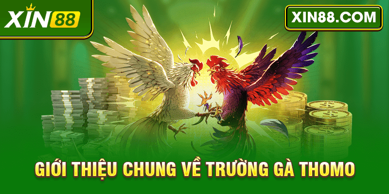 Tìm hiểu về trường gà Thomo