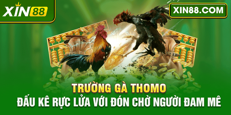 Trường Gà Thomo - Đấu Kê Rực Lửa Đón Chờ Người Đam Mê