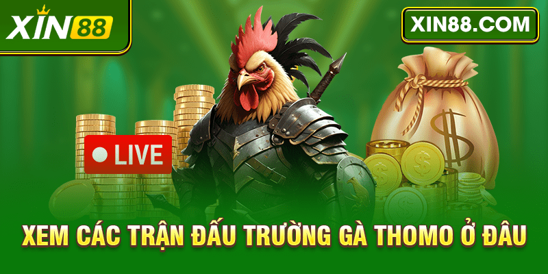 Chơi đấu kê Thomo online cực hay tại XIN88